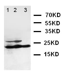 I-309 / CCL1 Antibody (aa80-96)