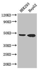 EBI3 / IL-27B Antibody
