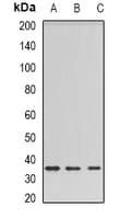 Polyclonal Rabbit anti-Human BSND / Barttin Antibody (IHC, WB)
