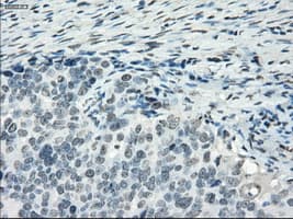 PDE10A Antibody (clone OTI1C9)