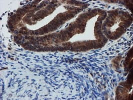 XTP4 / C17orf37 Antibody (clone OTI2D2)