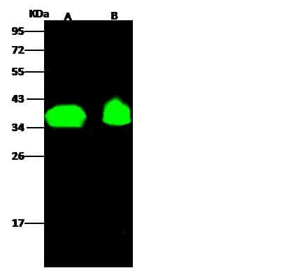 Polyclonal Rabbit anti-Human OR6K2 Antibody (Preservative Free, WB)