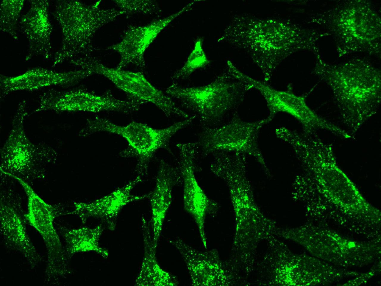 LAMP2 / CD107b Antibody (clone 02, Preservative Free)