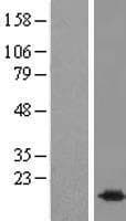 Human BUD31 Protein (Over-Expression Lysate Myc-DDK (Flag))