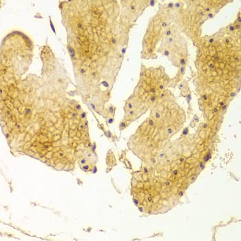 IHC-plus™ Basigin / Emmprin / CD147 Antibody