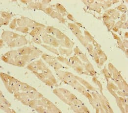PPIF / Cyclophilin F Antibody