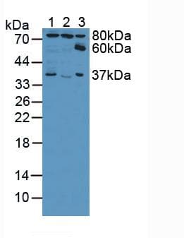 EZR / Ezrin Antibody (aa1-295, APC)