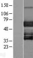 EBF3 / COE3 Protein (Over-Expression Lysate Myc-DDK (Flag))