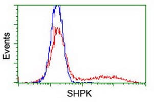 Monoclonal Mouse anti-Human SHPK / CARKL Antibody (clone OTI2A12, WB)