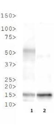 HIST3H3 Antibody (Me3-Lys36)