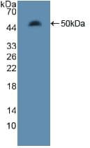 MAP4 Antibody (aa2-250)