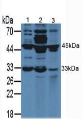 VEGFA / VEGF Antibody (aa27-190)