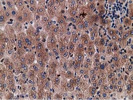 Monoclonal Mouse anti-Human Gephyrin Antibody (clone OTI3B6, IHC, IF, WB)