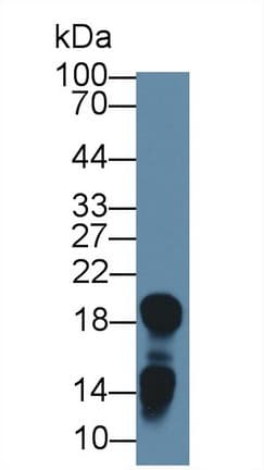 LCN1 / Lipocalin-1 Antibody (aa24-172)