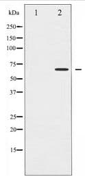 CD19 Antibody