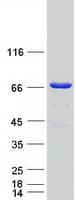 Human RNPEP Protein (Recombinant Myc-DDK (Flag))