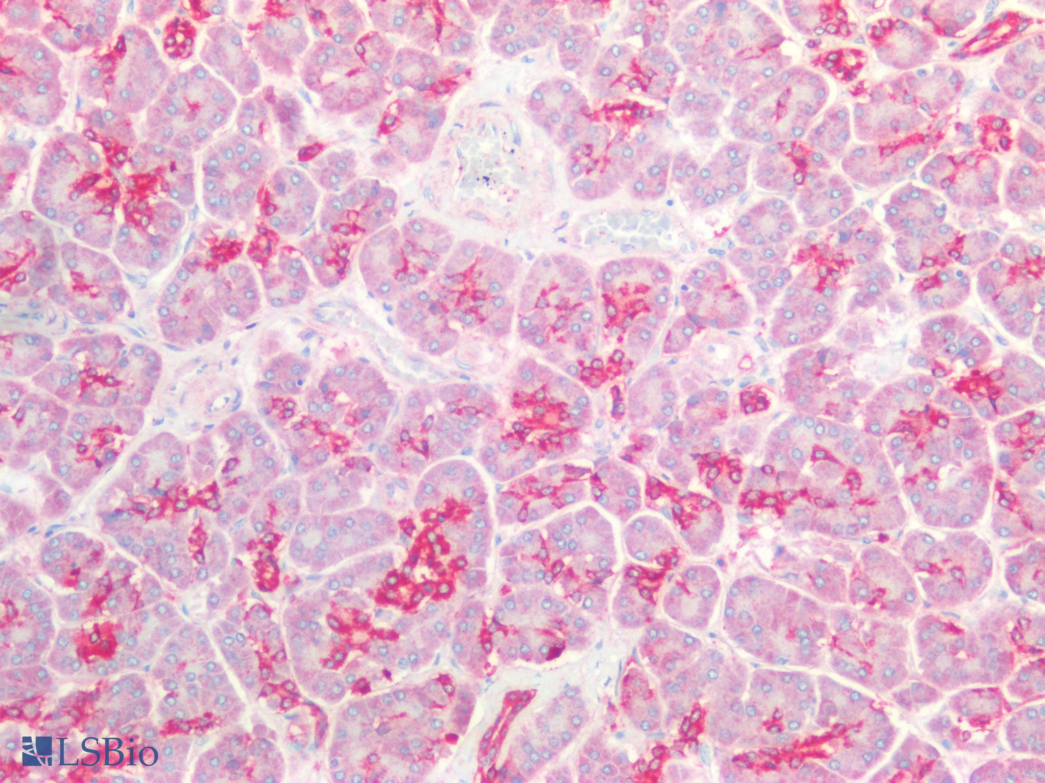 Polyclonal Rabbit anti-Mouse DEFB1 / BD-1 Antibody (aa22-69, IHC, WB)