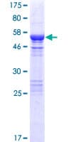 Human ERP27 Protein (Recombinant GST)