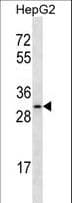 OR4C12 Antibody (aa281-309)