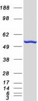 Human PRPF19 / PRP19 Protein (Recombinant Myc-DDK (Flag))