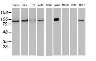 ERIC-1 / TACC3 Antibody (clone OTI3B1)