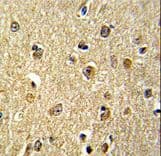 NKRF / NRF Antibody (aa205-233)