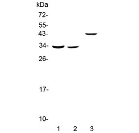 RGN / Regucalcin Antibody