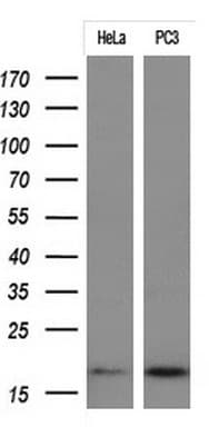Monoclonal Mouse anti-Human p16INK4a / CDKN2A Antibody (clone OTI1F10, Carrier-free, WB)