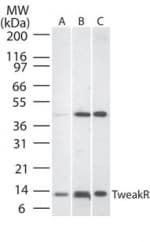 TNFRSF12A / TWEAK Receptor Antibody (aa104-118)