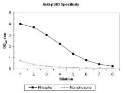 MAP3K5 / ASK1 Antibody (phospho-Ser83)