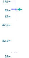 Human ILT3 / LILRB4 Protein (Recombinant GST)