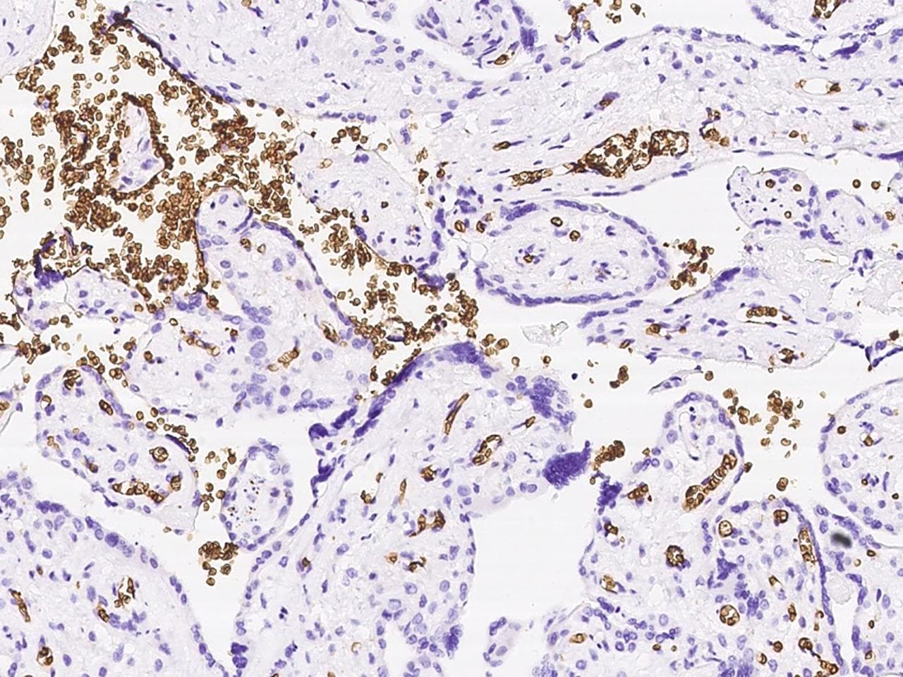 Polyclonal Rabbit anti-Human GYPC / Glycophorin C Antibody (Preservative Free, IHC, WB)