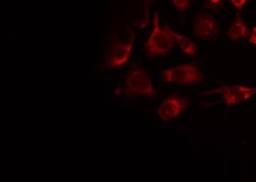 MRPS22 Antibody