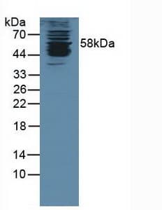 KPNA1 / Importin Alpha 5 Antibody (aa239-506)