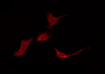 Polyclonal Rabbit anti-Human OR52E1 Antibody (IF, WB)