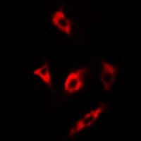 MSRA Antibody