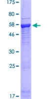 Human PDIK1L Protein (Recombinant GST)