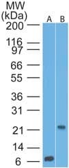 CD69 Antibody (aa103-199, clone 15B5G2, Azide-free)