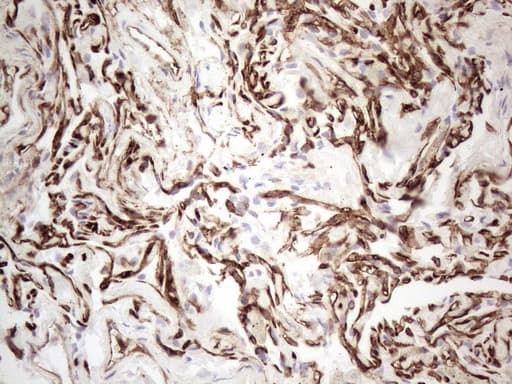 CD34 Antibody (aa312-385, clone OTI11E1)