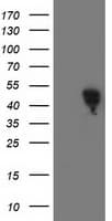SMS / Spermine Synthase Antibody (clone OTI2G8)