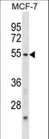 NFIL3 Antibody (aa46-74)