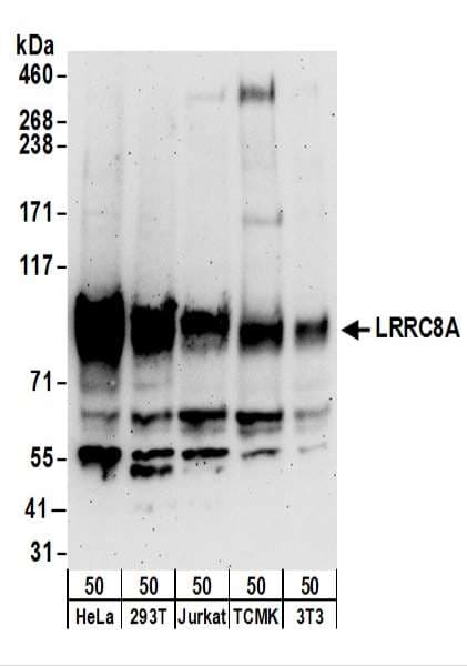 IHC-plus™ LRRC8A / LRRC8 Antibody (aa760-810)