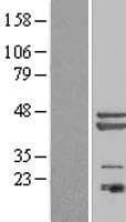 PAGR1 / C16orf53 Protein (Over-Expression Lysate Myc-DDK (Flag))