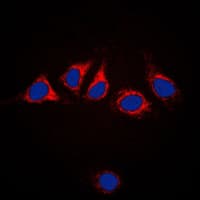 PathPlus™ CANX / Calnexin Antibody (C-Terminus)