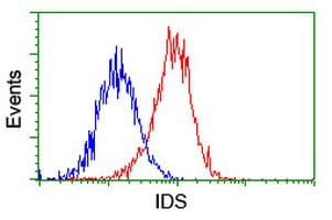 IDS / Iduronate 2 Sulfatase Antibody (clone OTI4G2)