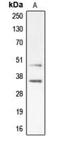 CDK10 Antibody (Internal)