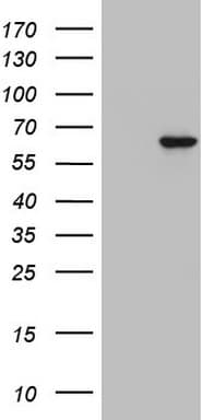 ZNF286A Antibody (aa1-252, clone OTI3D6)