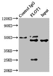 Polyclonal Rabbit anti-Human FLOT1 / Flotillin 1 Antibody (IHC, WB)