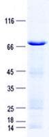 Human C12orf34 Protein (Recombinant GST, N-terminus + His, C-terminus)
