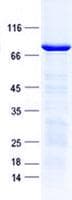 Human KLF11 Protein (Recombinant GST, N-terminus + His, C-terminus)